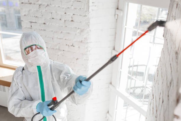 Why You Should Choose Our Mold Remediation Services in West Newton, PA